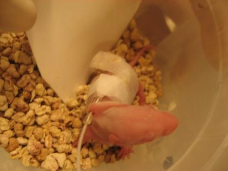 Neonatal Rat during the in-vivo testing. The rat is fed through the feeding tube connected to the inside of the stomach for 20 minutes every hour. The rat will live in this simulated environment for 8-10 days. After the 8-10 days Sharon and her research group will analyze the affects that the iron deficient milk have on the neonatal rats.