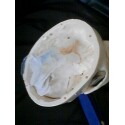 An interior view of our model.  Shows the ventricles and funnel system.