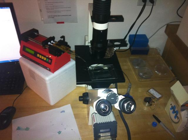 Fluid is flown from the left syringe pump, through the microfluidic device and exits on the right. Microscopy was used to examine every channel to ensure adequate sealing between the PDMS and glass and the PDMS and the glass coverslip.