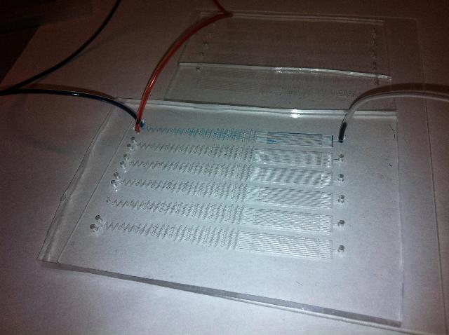 Inlet tubes on the left connect to our microfluidic device which creates a gradient of the two inlet fluids; here red and blue fluids are used. Following gradient generation in the Christmas tree, the fluid then flows through the culture channels and exits through the exit port on the right.