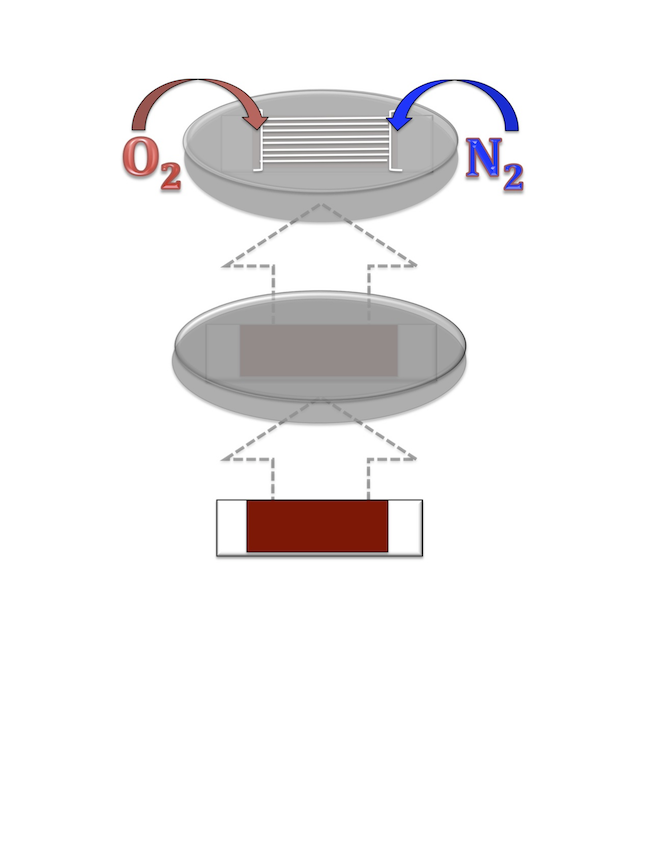 Figure 2. Conceptual Diagram of the final design. Luminescent detection material (PdOEPK or PtOEPK) is encapsulated in a polystyrene thin-film sensor. This is placed under the microfluidic device containing the channels, and the inflow of nitrogen and oxygen gas produce the oxygen gradient inside the device.

