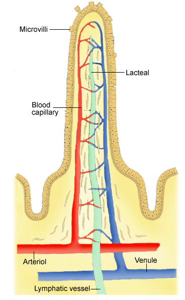 Villus structure