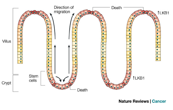Cell Migration