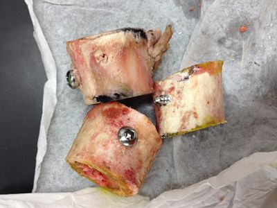 Pig femur bone samples with surgical screws used for testing the removal torque