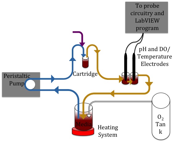 Diagram of Bioreactor System: Components and direction of flow for the integrated system. Blue lines indicate active pumping. The purple arrow represents the injection port. Yellow lines indicate passive flow. The white arrow is for the active pumping of O2 into the system.
