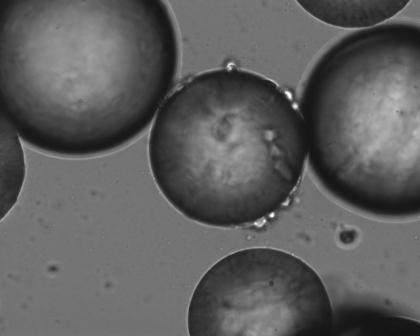 Image (20x magnification) of plain polystrene beads seeded with T99 glioblastoma cells showing limited cell attachment.
