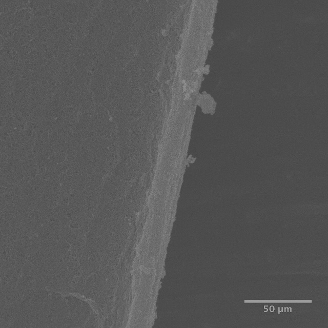 A scanning electron microscope image of an edge cut using the commonly used continuous curvilinear capsularhexis (CCC) method.  The edge is fairly smooth with no visible microtears.