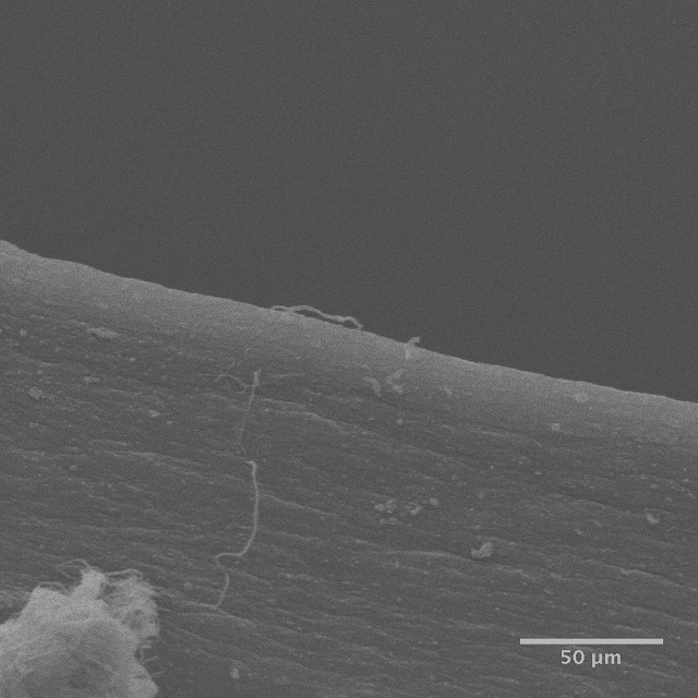 A scanning electron microscope image of an edge cut using a phaco-tool.  The edge is fairly smooth with no visible microtears.