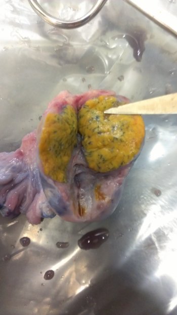 Ovary after 10 min of Flow of Trypan Blue through Vasculature